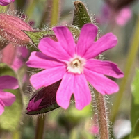 Silene dioica